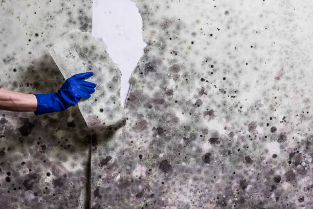 Best Residential Mold Remediation in Spearfish, SD